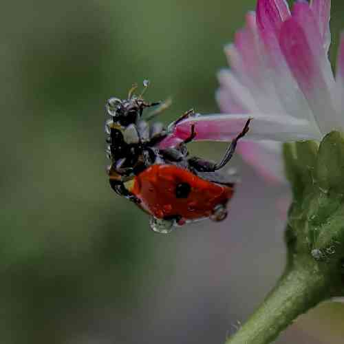 وحید سدیدی روزگار زخم و نامردیه چرا قلبایی آدما به این سردیه